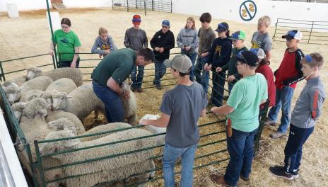 Students and sheep at Tractor Safety Camp